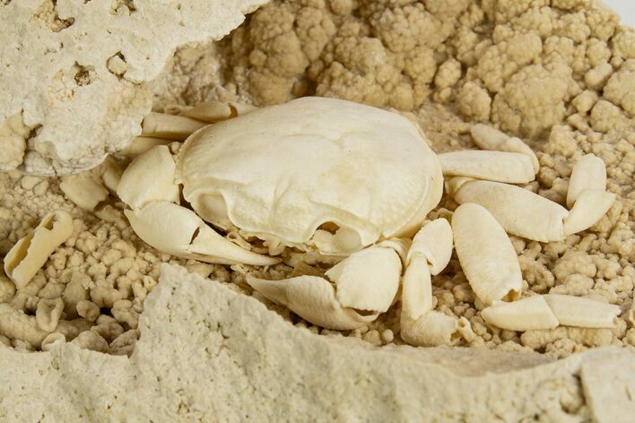 Fossil Crab (Potamon) Preserved in Travertine - Turkey #315133